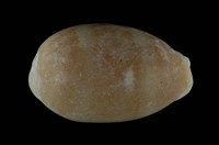 藏品(紫口寶螺)的圖片